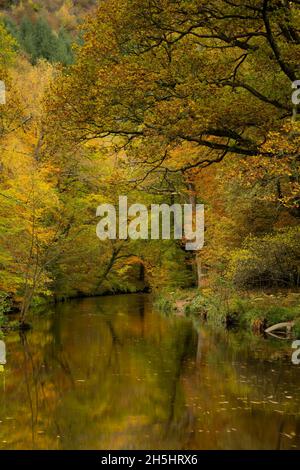 Fingle Bridge, Dartmoor, Devon, Royaume-Uni.9 novembre 2021.Météo : les arbres brillent avec la couleur dorée de l'automne le long de la rivière Teign, près du pont de Fingle.Credit: Celia McMahon/Alamy Live News Banque D'Images