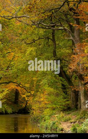 Fingle Bridge, Dartmoor, Devon, Royaume-Uni.9 novembre 2021.Météo : les arbres brillent avec la couleur dorée de l'automne le long de la rivière Teign, près du pont de Fingle.Credit: Celia McMahon/Alamy Live News Banque D'Images