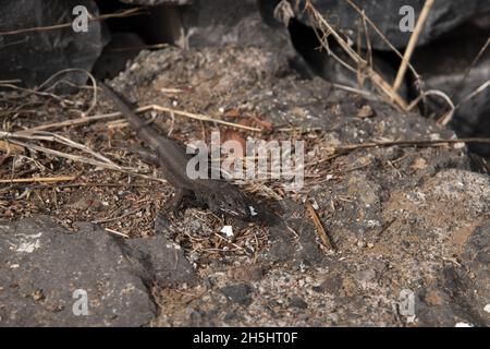 Le lézard de Boettger observe les gens au Mirador El Bailadero sur la Gomera dans les îles Canaries. Banque D'Images