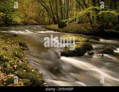 Fingle Bridge, Dartmoor, Devon, Royaume-Uni.9 novembre 2021.Météo : les arbres brillent avec la couleur dorée de l'automne le long de la rivière Teign, près du pont de Fingle.Credit: Celia McMahon/Alamy Live News Banque D'Images