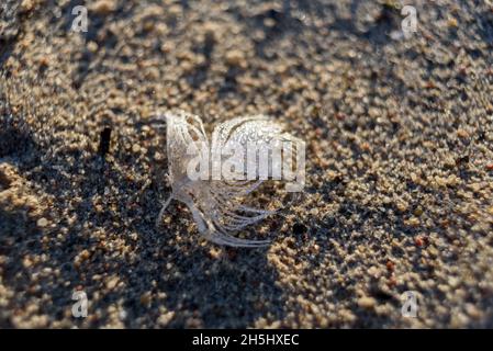 Plume blanche avec gouttes d'eau de rosée sur le sable Banque D'Images