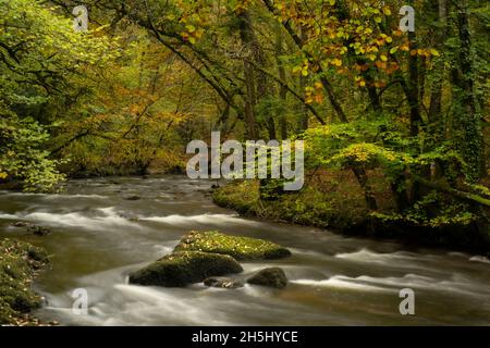 Fingle Bridge, Dartmoor, Devon, Royaume-Uni.9 novembre 2021.Météo : les arbres brillent avec la couleur dorée de l'automne le long de la rivière Teign, près du pont de Fingle.Credit: Celia McMahon/Alamy Live News Banque D'Images