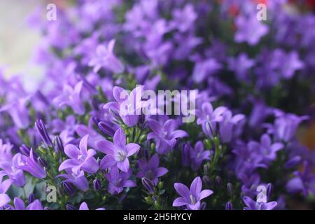 Capanula en fleur Banque D'Images