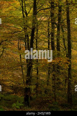 Fingle Bridge, Dartmoor, Devon, Royaume-Uni. 9th novembre 2021. Météo : les arbres brillent avec la couleur dorée de l'automne le long de la rivière Teign, près du pont de Fingle. Crédit : PQ/Alamy Live News Banque D'Images