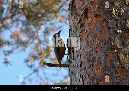 Le Nuthatch debout sur le tronc de l'arbre. Banque D'Images