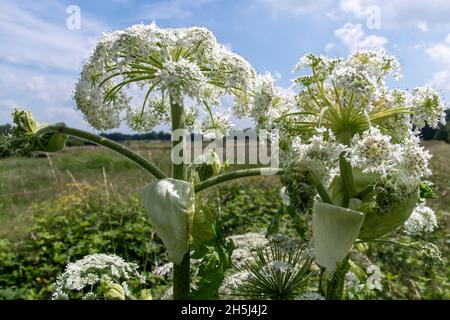 Gros plan d'un Hogweed géant en fleurs ou heracleum mantegazzianum dans une prairie contre un ciel bleu blanc et nuageux en été Banque D'Images