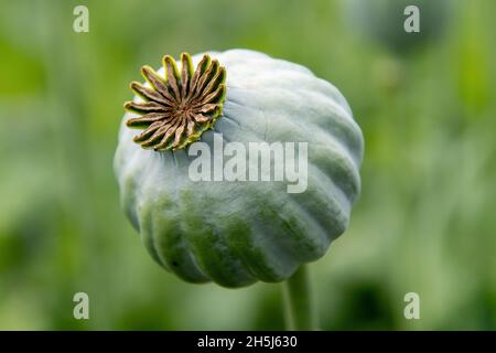 Vue rapprochée d'une graine de pavot à opium (papaver somniferum) mûre dans un champ agricole avec un arrière-plan hors foyer Banque D'Images
