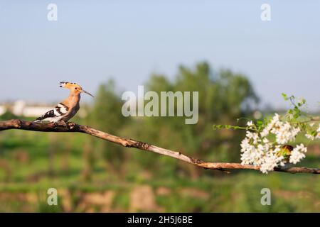 hoopoe et bee-eater sont assis sur une belle branche, animaux sauvages Banque D'Images