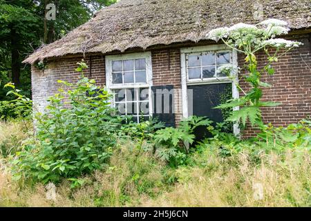 Vue partielle de la ferme en ruine et abandonnée avec toit de chaume dans la campagne des pays-Bas avec mauvaises herbes, herbes et Hotweed géant Banque D'Images