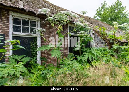 Vue partielle de la ferme en ruine et abandonnée avec toit de chaume dans la campagne des pays-Bas avec mauvaises herbes, herbes et Hotweed géant Banque D'Images