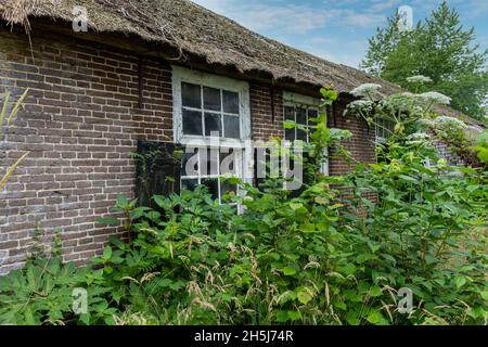 Vue partielle de la ferme en ruine et abandonnée avec toit de chaume dans la campagne des pays-Bas avec mauvaises herbes, herbes et Hotweed géant Banque D'Images