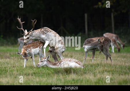 Maintenant, la saison de rutting de cerf de jachère est presque plus que ce mâle est l'accouplement avec la femelle fait dans son harem. Banque D'Images