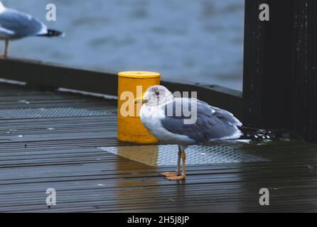 Jeune mouette sur la jetée, à côté d'un poteau jaune.En attente d'un bateau de pêche.Jour nuageux, eau bleue en arrière-plan.Larus marinus. Banque D'Images