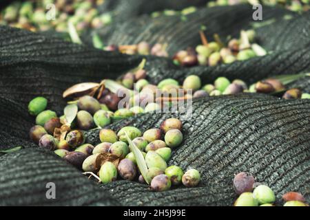 Récolte d'olives fraîches sur filet vert, récolte d'olives à Chypre. Banque D'Images