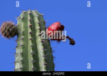 Cactus dans le désert de Tatacoa, Colombie Banque D'Images