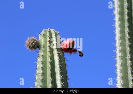 Cactus dans le désert de Tatacoa, Colombie Banque D'Images