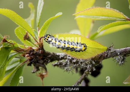 Blaukopf, Diloba caeruleocephala, figure de huit Banque D'Images