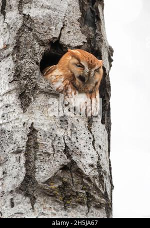 Le duc rouge de l'est chache le hibou des hurlements de son nid dans l'arbre à l'hiver du Canada Banque D'Images