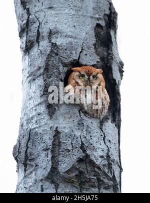 Le duc rouge de l'est chache le hibou des hurlements de son nid dans l'arbre à l'hiver du Canada Banque D'Images