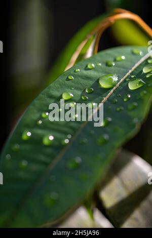 Sélective d'une feuille verte avec des gouttes d'eau Banque D'Images