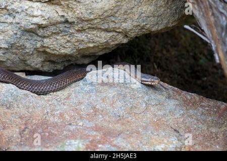 Kreuzotter, Vipera berus, additionneur européen commun Banque D'Images