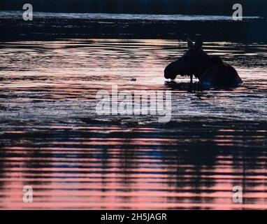 Orignal nageant sur le lac au parc national de Rocky Mountain. Dans le Colorado pendant le lever du soleil Banque D'Images