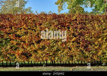 Haie de charme en automne (Carpinus betulus) Banque D'Images