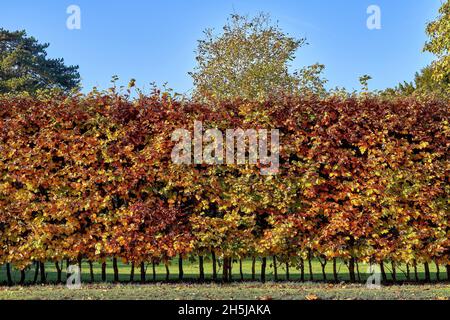 Haie de charme en automne (Carpinus betulus) Banque D'Images