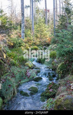 Wildbach im Bayerischen Wald, Torrent dans la forêt bavaroise Banque D'Images