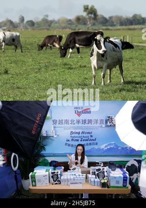 Shanghai.9 novembre 2021.La photo combinée montre des vaches élevées sur un pâturage de Theland dans la région de Taupo en Nouvelle-Zélande, 4 octobre 2019 (supérieur, Xinhua/Guo Lei);Et un exposant faisant la promotion de produits par streaming au stand de Theland de Nouvelle-Zélande à l'espace d'exposition produits alimentaires et agricoles lors de la 4ème China International Import Expo (CIIE) à Shanghai, en Chine orientale, le 9 novembre 2021 crédit: Zhang Yuwei/Xinhua/Alay Live News Banque D'Images