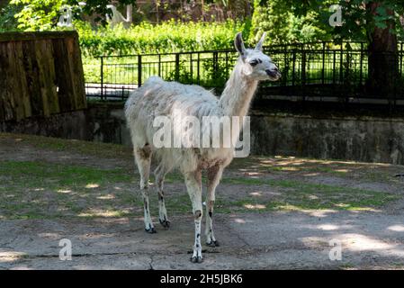 Un lama dans le zoo de la ville de Kaliningrad.Le concept de loisirs et de divertissement. Banque D'Images