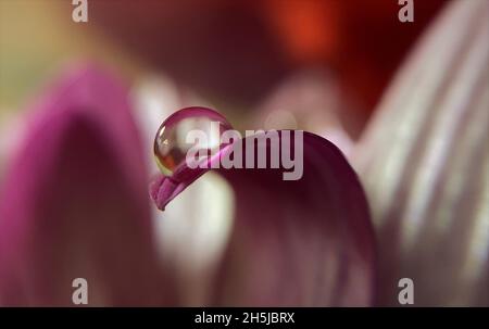 Goutte d'eau sur le pétale d'une fleur Banque D'Images