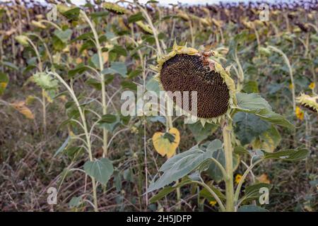 Tournesols mûrs sur un champ dans la province de Burgas en Bulgarie Banque D'Images