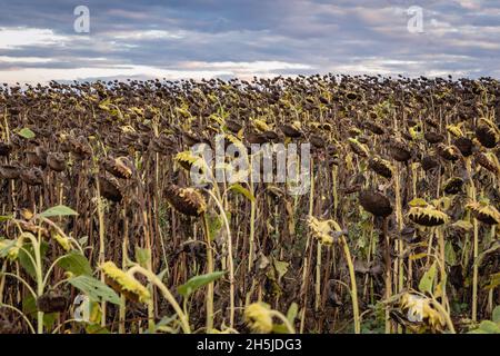 Champ de tournesols dans la province de Burgas en Bulgarie Banque D'Images