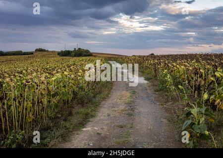 Route parmi les champs de tournesols dans la province de Burgas en Bulgarie Banque D'Images