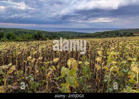 Champ de tournesols dans la province de Burgas en Bulgarie Banque D'Images