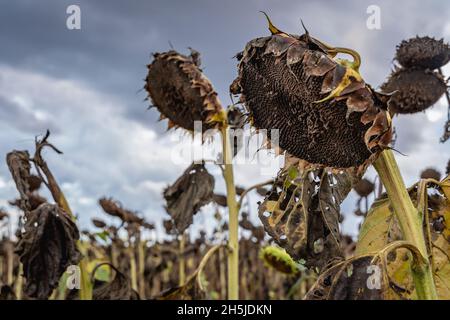 Tournesols mûrs sur un champ dans la province de Burgas en Bulgarie Banque D'Images