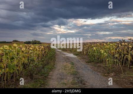 Route parmi les champs de tournesols dans la province de Burgas en Bulgarie Banque D'Images