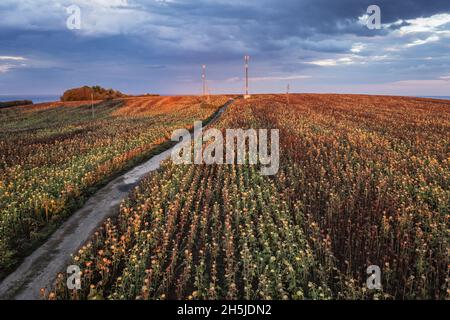 Champ de tournesols dans la province de Burgas en Bulgarie Banque D'Images