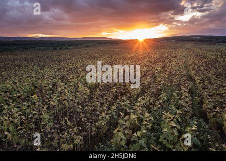 Coucher de soleil sur le champ de tournesols dans la province de Burgas en Bulgarie Banque D'Images