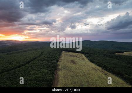 Photo par drone des champs de Sunflowers parmi les forêts de la province de Burgas en Bulgarie Banque D'Images