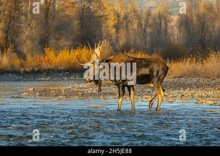 Bull Moose (Alces alces) traversant une rivière de montagne au coucher du soleil.Parc national de Grand Teton, Wyoming, États-Unis. Banque D'Images