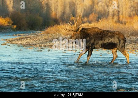 Bull Moose (Alces alces) traversant une rivière de montagne au coucher du soleil.Parc national de Grand Teton, Wyoming, États-Unis. Banque D'Images