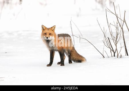 Renard roux (Vulpes vulpes) sur un étang enneigé et glacé en février.Parc national Acadia, Maine, États-Unis. Banque D'Images