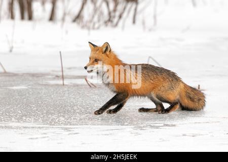 Renard roux (Vulpes vulpes) sur un étang enneigé et glacé en février.Parc national Acadia, Maine, États-Unis. Banque D'Images