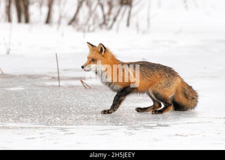 Renard roux (Vulpes vulpes) sur un étang enneigé et glacé en février.Parc national Acadia, Maine, États-Unis. Banque D'Images