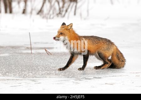 Renard roux (Vulpes vulpes) sur un étang enneigé et glacé en février.Parc national Acadia, Maine, États-Unis. Banque D'Images