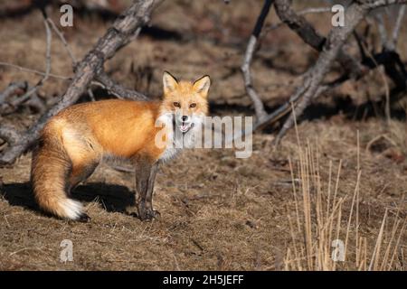 Le renard roux (Vulpes vulpes). L'Acadia National Park, Maine, USA. Banque D'Images