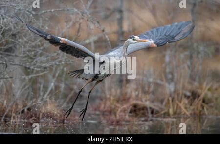 Grand héron mature (Ardea herodias).Début du printemps dans le parc national Acadia, Maine, États-Unis. Banque D'Images