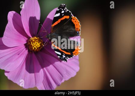 Papillon amiral rouge (Vanessa atalanta) sirotant le nectar d'une fleur de cosmos rose en juillet.Espace de copie disponible Banque D'Images